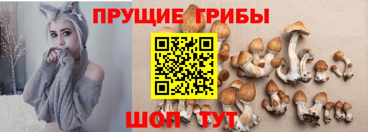 Псилоцибиновые грибы Psilocybe  Вход с VPN  Топки  как найти   Псилоцибиновые грибы прущие грибы 